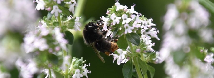 Biene an der Blüte