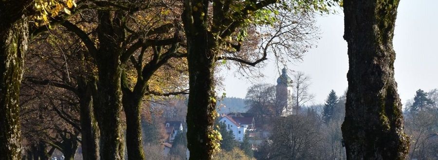 Blick zwischen die Bäume hindurch auf die Ebersberger Pfarrkirche